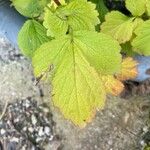 Geum macrophyllum Likasa