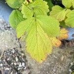 Geum macrophyllum List