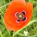 Papaver rhoeas Fiore