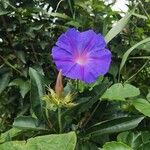 Ipomoea purpureaКветка