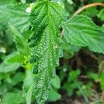 Lippia javanica Blad