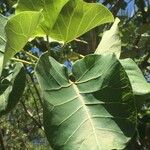 Ficus abutilifolia Лист