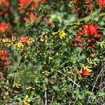 Castilleja affinis Flor
