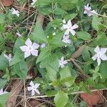 Vinca difformisFlower