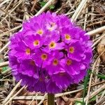 Primula denticulataBlomma