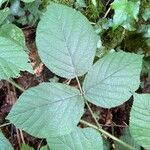 Rubus foliosus Hoja