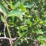 Mascarenhasia arborescens Fruto