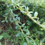 Cotoneaster integrifolius Blad