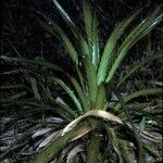 Eryngium paniculatum Habitus