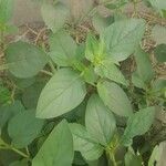 Trichodesma africanum Hoja