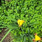Iris variegata Flower