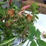 Tropaeolum pentaphyllum Hoja