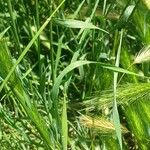Hordeum murinum (Feuille)
