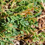 Coronilla vaginalis Leaf