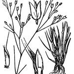 Aira provincialis Mosusu