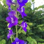 Delphinium orientale Ďalší