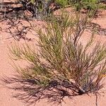 Senna crassiramea Hábito