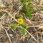 Centromadia parryi Flower