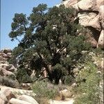 Pinus monophylla Elinympäristö