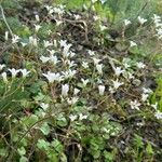 Saxifraga granulata Habit