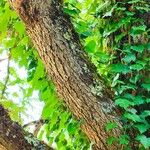 Quercus frainetto Corteza