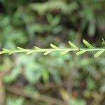 Asplenium hypomelas Ліст