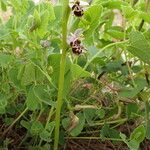 Ophrys scolopax Hábito