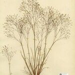 Aira provincialis Mosusu