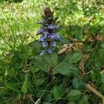 Ajuga reptansKvět