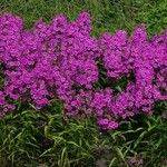 Phlox carolina Habit