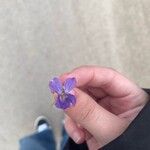 Viola hirta Blüte