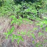 Haematoxylum campechianum Blad