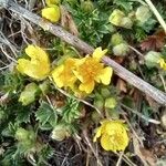 Potentilla crantzii Fleur