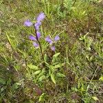 Campanula glomerataΛουλούδι