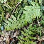 Dryopteris cristata Yaprak