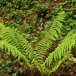 Polystichum setiferum Blad