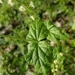 Mitella diphylla Folha