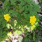 Anemone ranunculoidesFlor