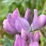 Lupinus hispanicus 花