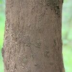 Hexalobus monopetalus बार्क (छाल)