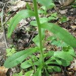 Myosotis macrosperma Leaf