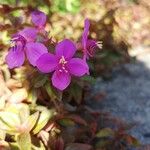 Centradenia inaequilateralis Flower