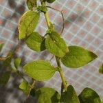 Solidago nemoralis Leaf