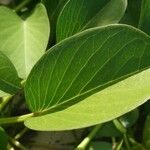 Ipomoea pes-caprae Feuille