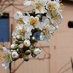 Prunus salicina Floro