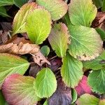 Bergenia crassifolia Leaf