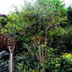 Gardenia thunbergia Elinympäristö