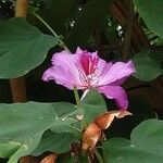 Bauhinia variegata Blomst