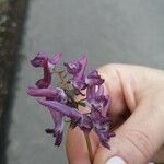 Corydalis solidaFleur