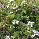 Rubus fruticosus Habit